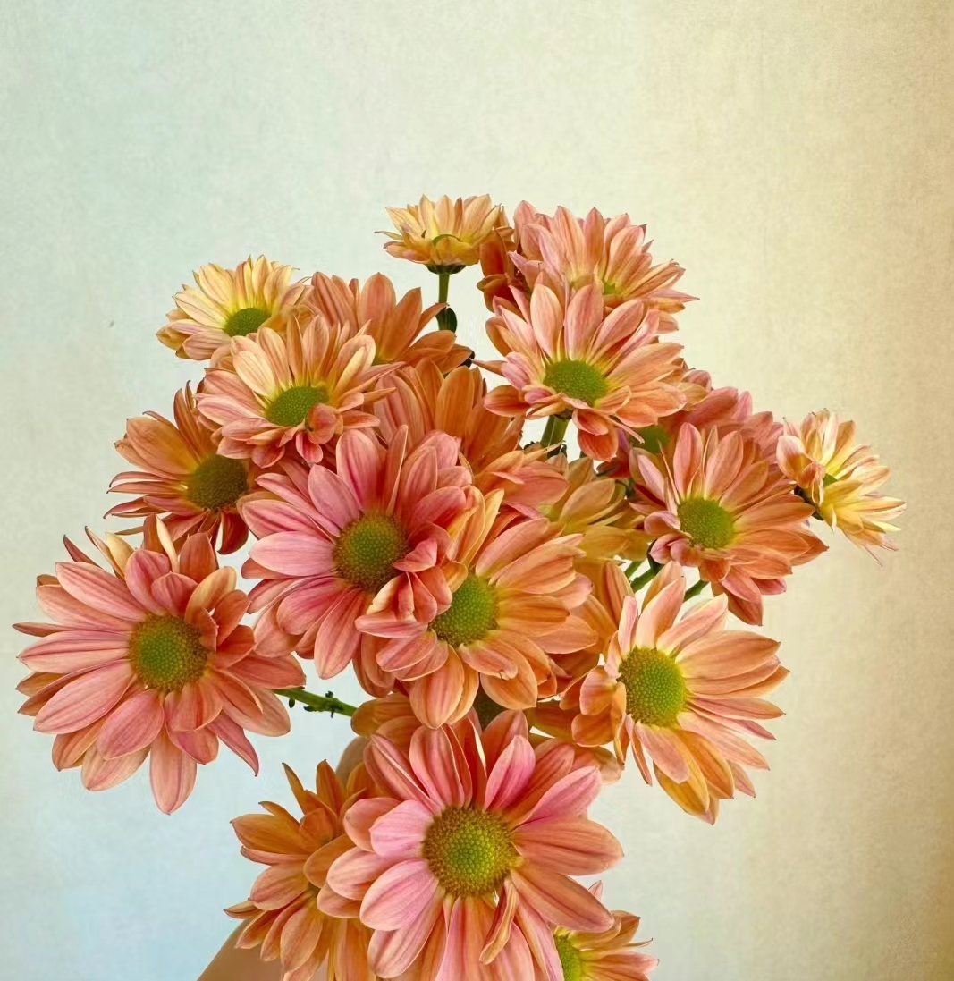 【半岛花铺】橙色三文鱼 小雏菊  任意两单升级顺丰冷链包邮鲜切花