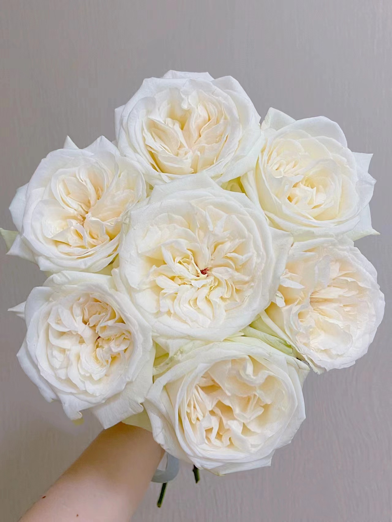 【半岛花铺】白荔枝 单头玫瑰 任意2单或以上包邮发货鲜切花