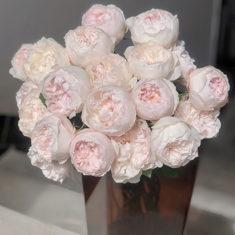 【半岛花铺】可爱瓷 爆款稀有玫瑰 云南高品质鲜花源头直发