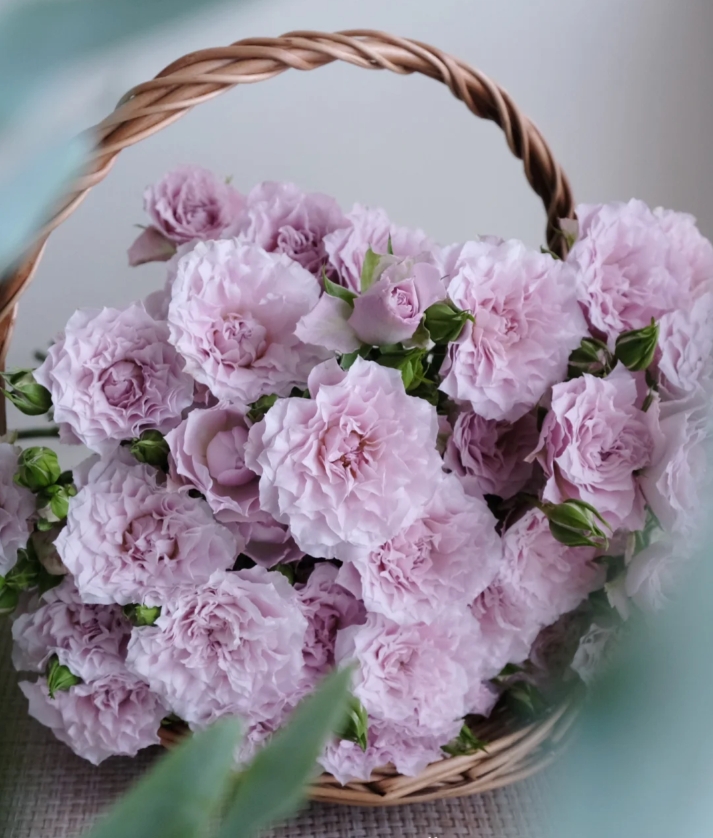 【半岛花铺】仙女罗拉 小众多头玫瑰 云南基地直发 两单起发顺丰