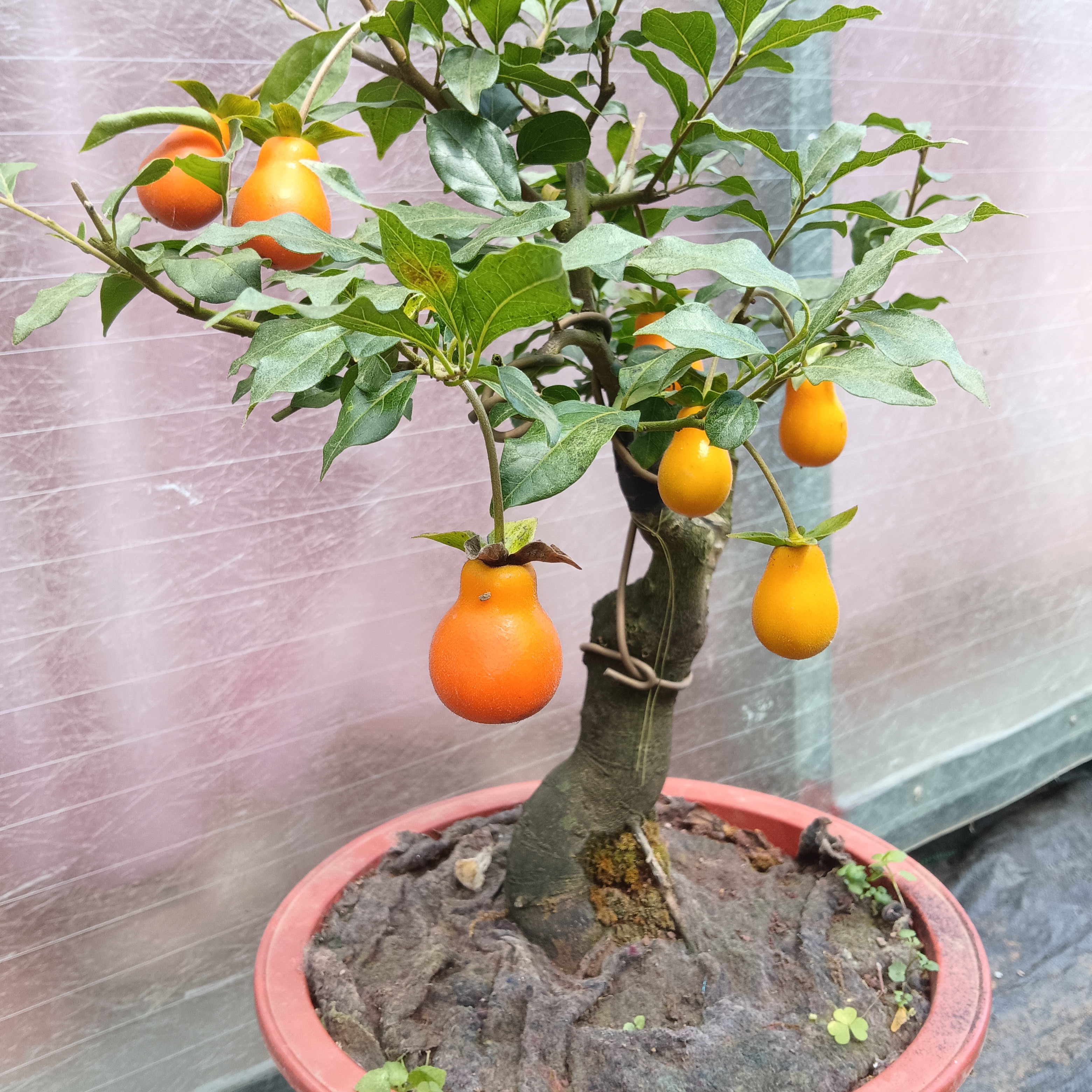 特色葫芦果嫁接苗老桩老鸦柿一物一拍嫁接苗室内外老鸦柿盆景