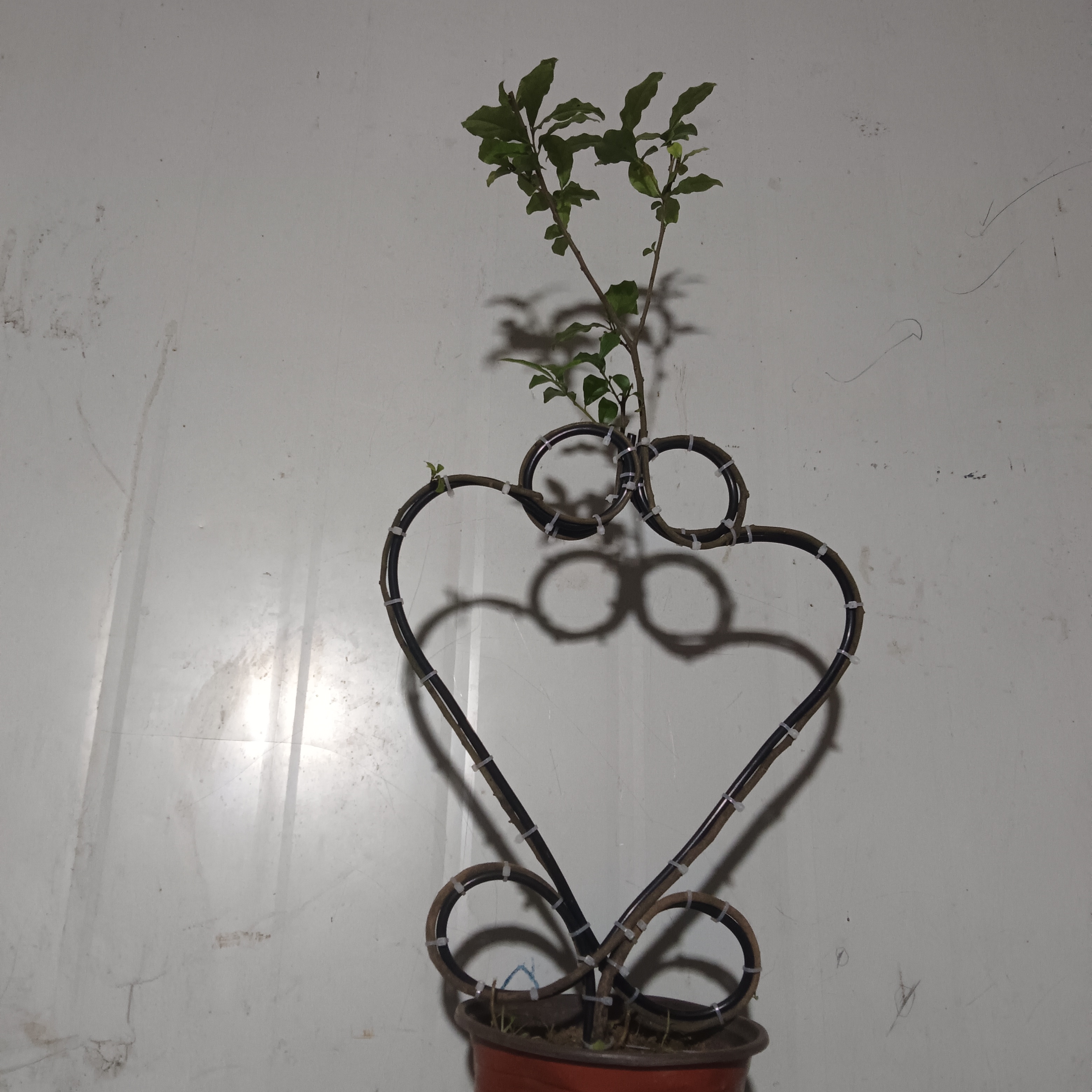 金弹子盘扎艺术造型盆栽金弹子盆栽金弹子树素材室内外可种