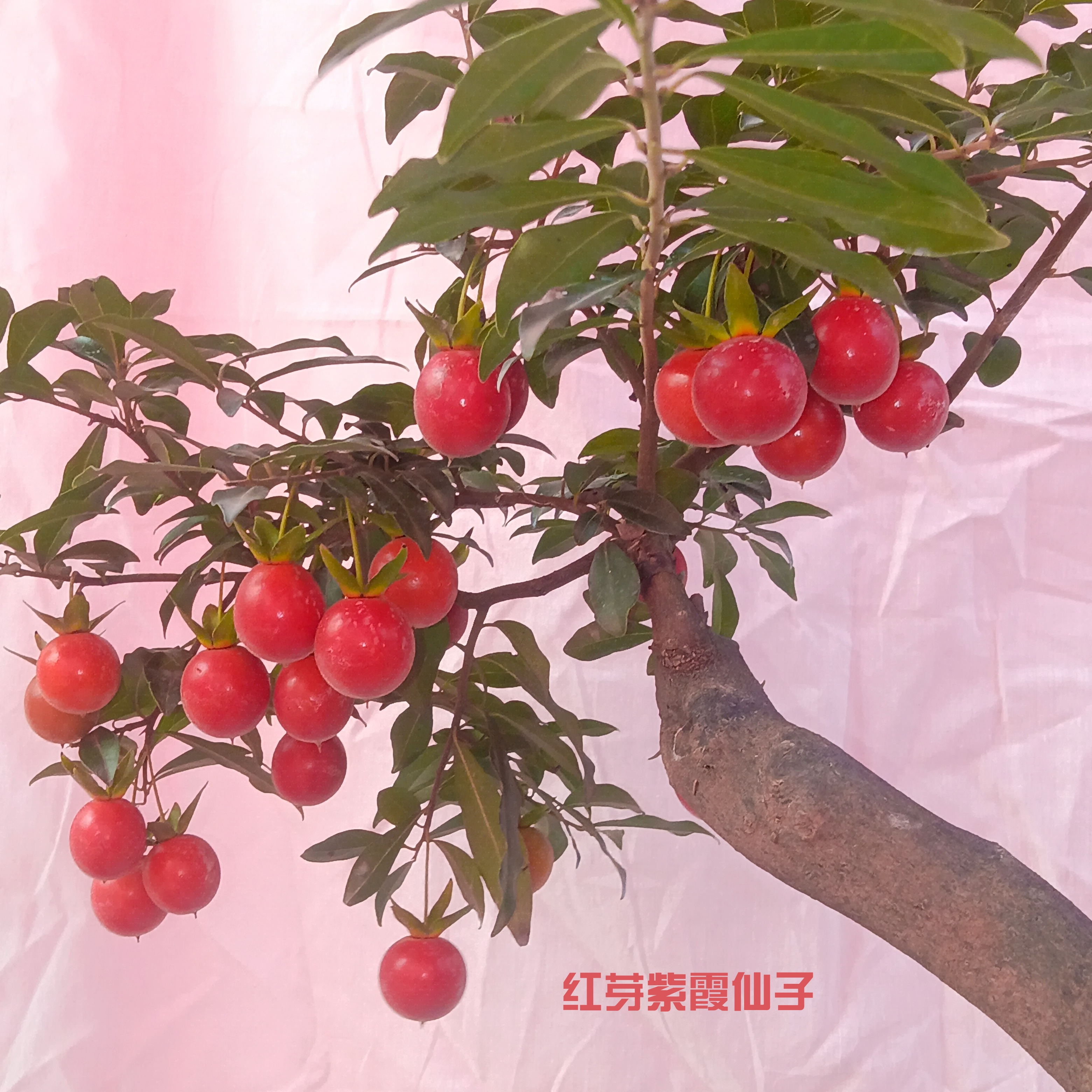 红芽紫霞仙子丰果型小坨坨一物一拍原盆土发货