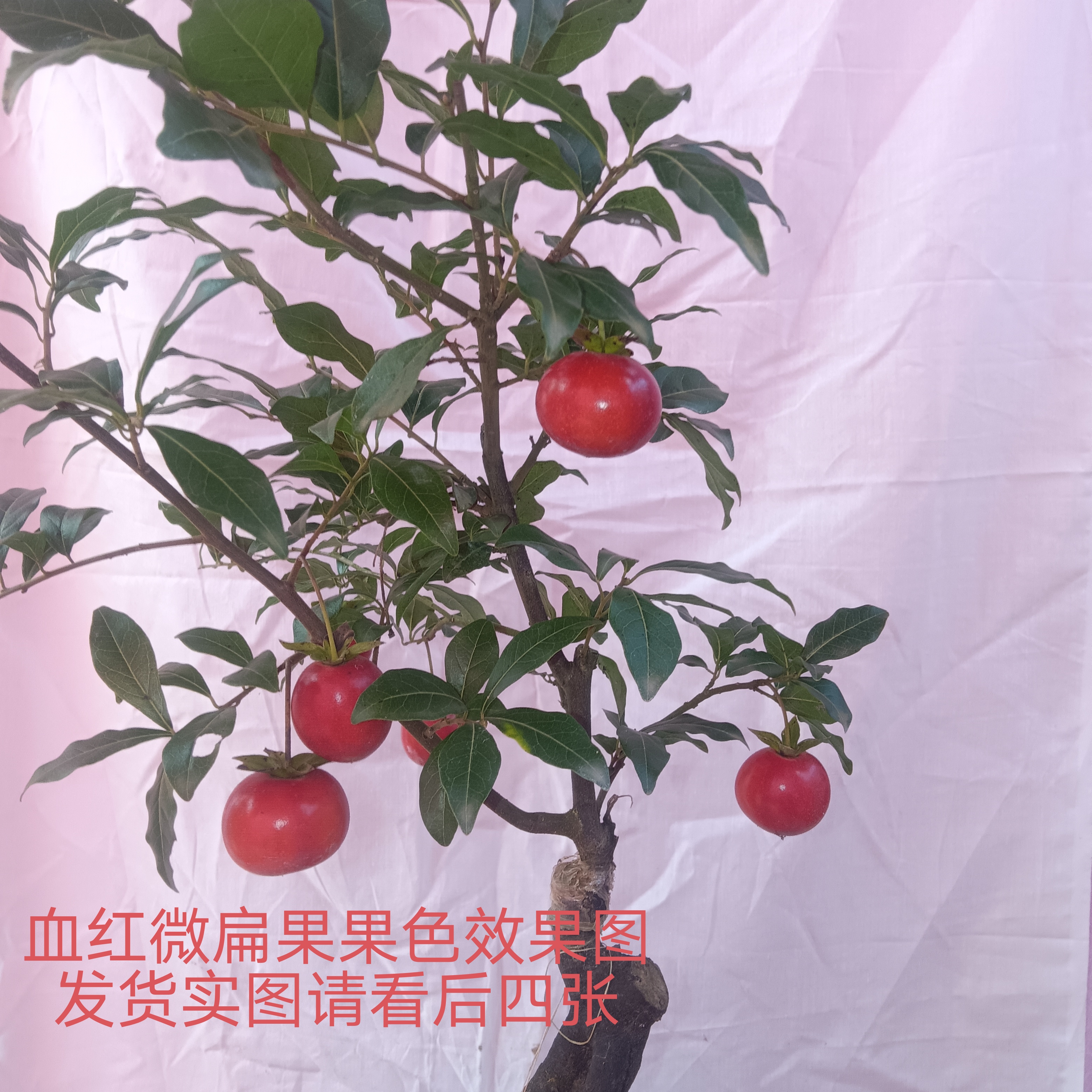 金弹子老鸦柿盆景血红亮皮微扁果嫁接苗老鸦柿素材原盆原土发货