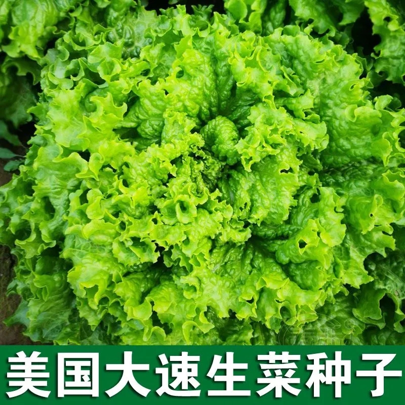 美国大速生菜种子阳台四季播盆栽秋冬季蔬菜籽 沙拉散叶大速生菜