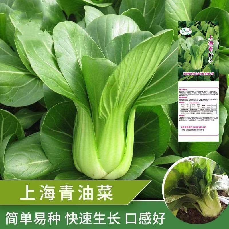 小白菜菜种子矮脚上海青种子小青菜籽蔬菜种子油菜阳台园艺四季播