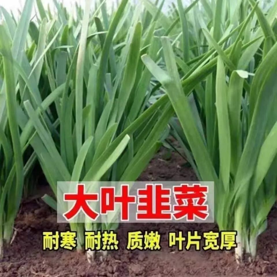 香韭菜种籽香韭菜老品种香味浓郁生长四季播盆栽耐热寒孑蔬菜种子