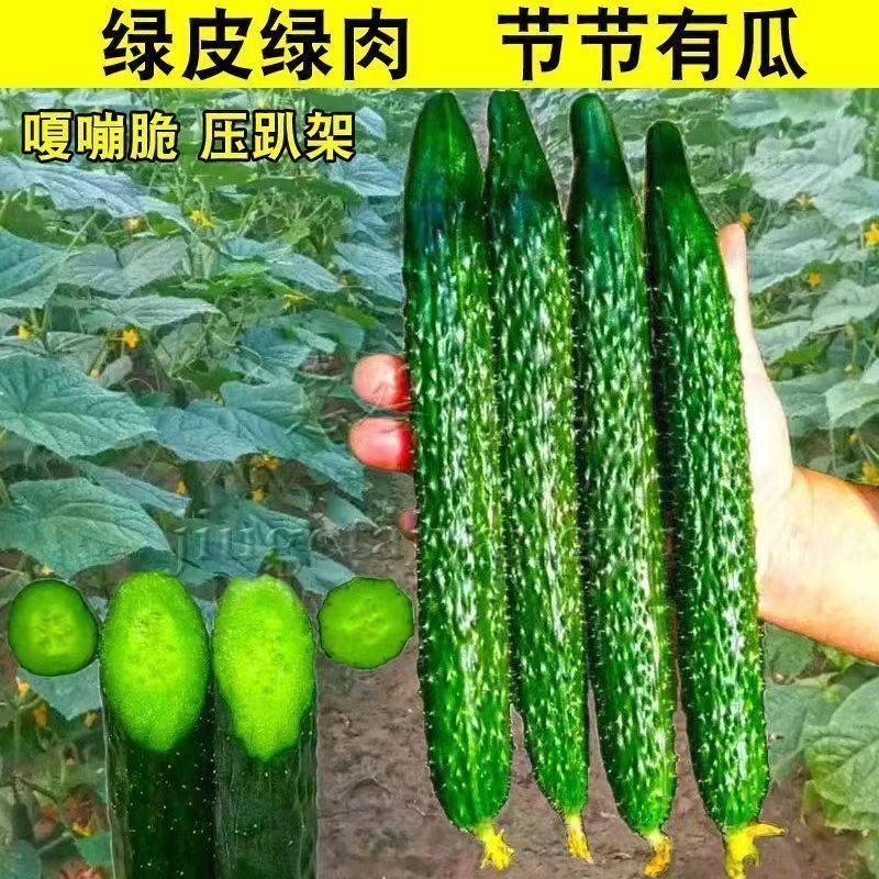 青皮青肉黄瓜种子高产密刺节节有瓜绿皮绿瓤甜脆水果黄瓜蔬菜种籽