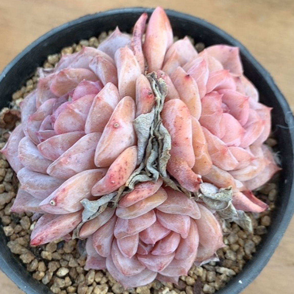 一牙一多肉 精选多肉植物量拍链接，满9.9包邮