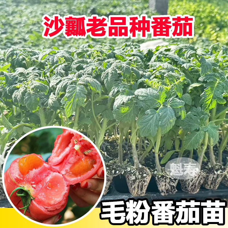 老品种沙瓤毛粉802番茄苗秧大粉西红柿种子圣女果四季盆栽带土球