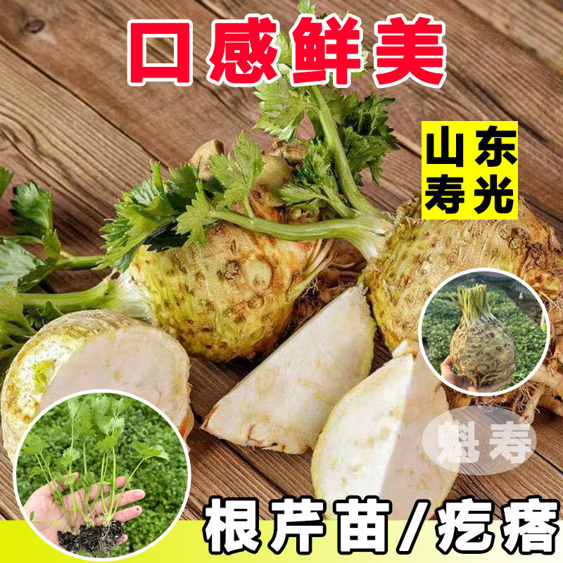 根芹苗子根芹秧苗子芹菜苗子四季可盆栽高产盆栽阳台种植苗子秧苗