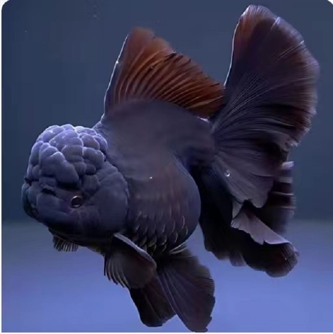 直播改价专用观赏鱼养殖