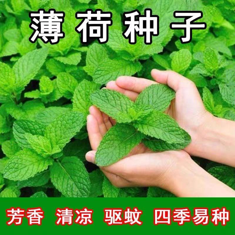 食用驱蚊薄荷种子四季可播香柠檬薄荷多年生阳台盆栽种子播种