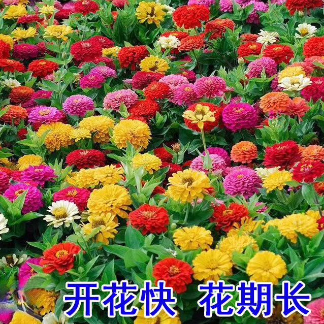 百日草重瓣混色多色大花易活庭院阳台盆栽室外百日菊花四季种植