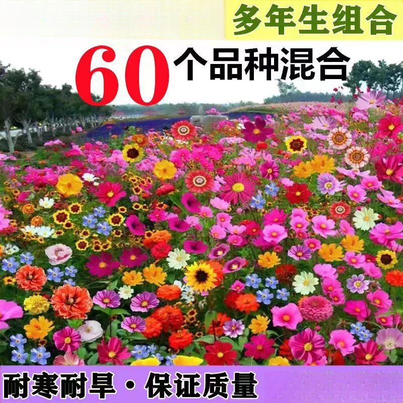 60种野花组合太阳花驱蚊植物种子防虫花草驱虫菊植物户外