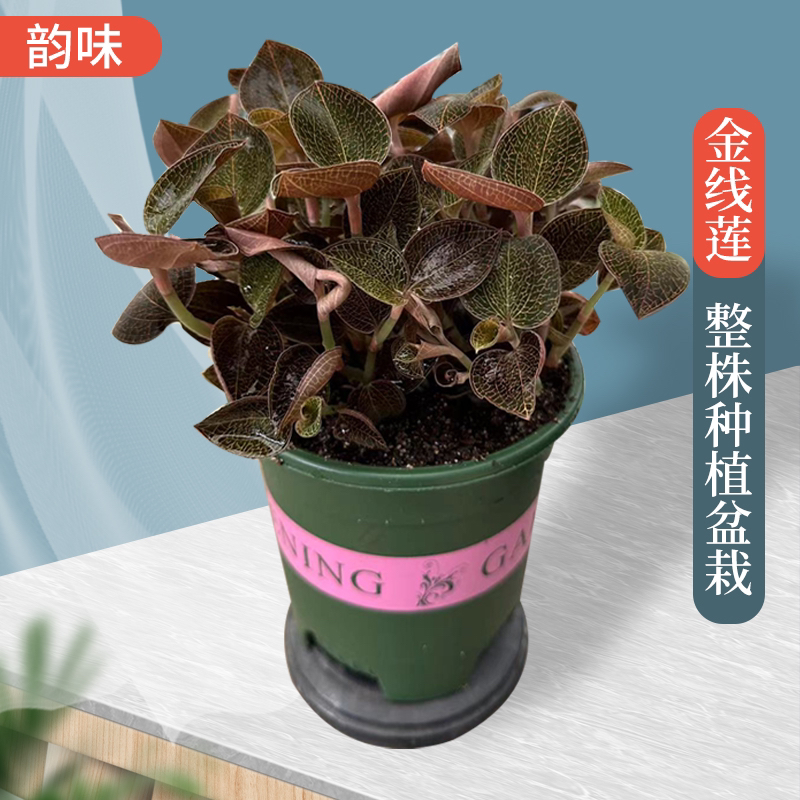 金线莲阳台小院室内绿植盆栽种植送礼