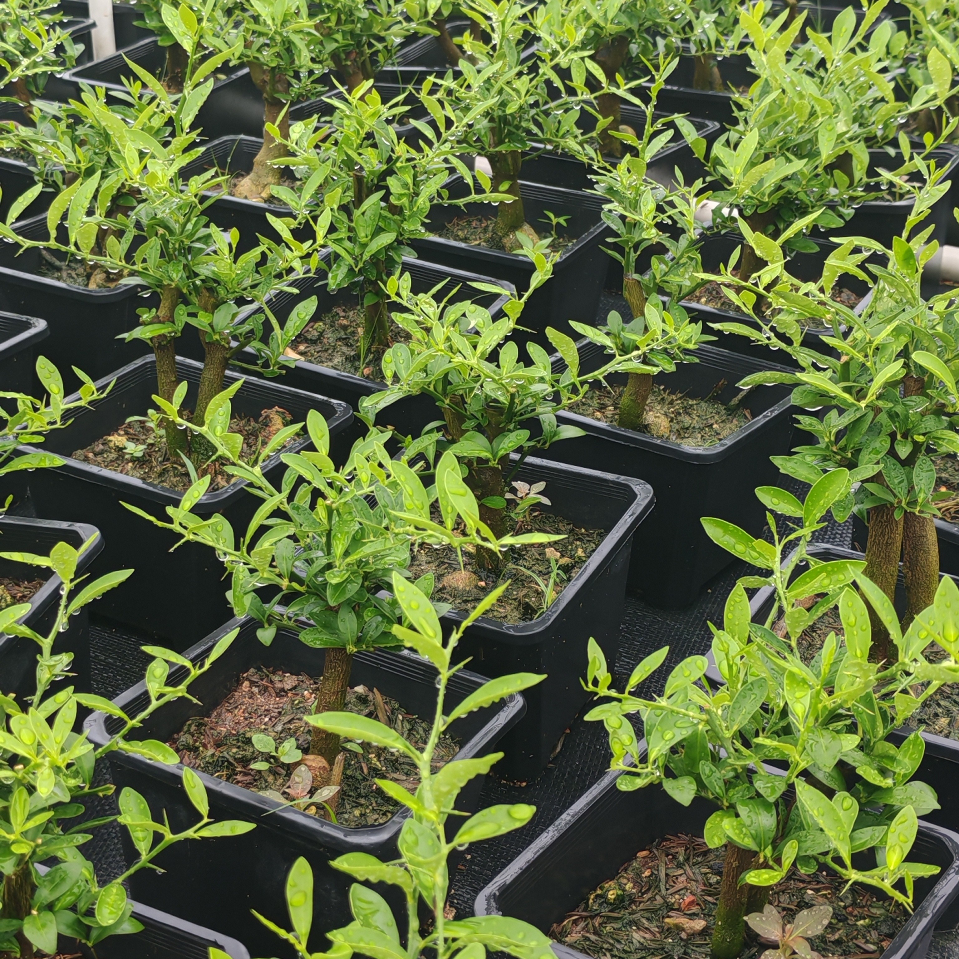 恒悦盆景直播间  绿植一物一拍