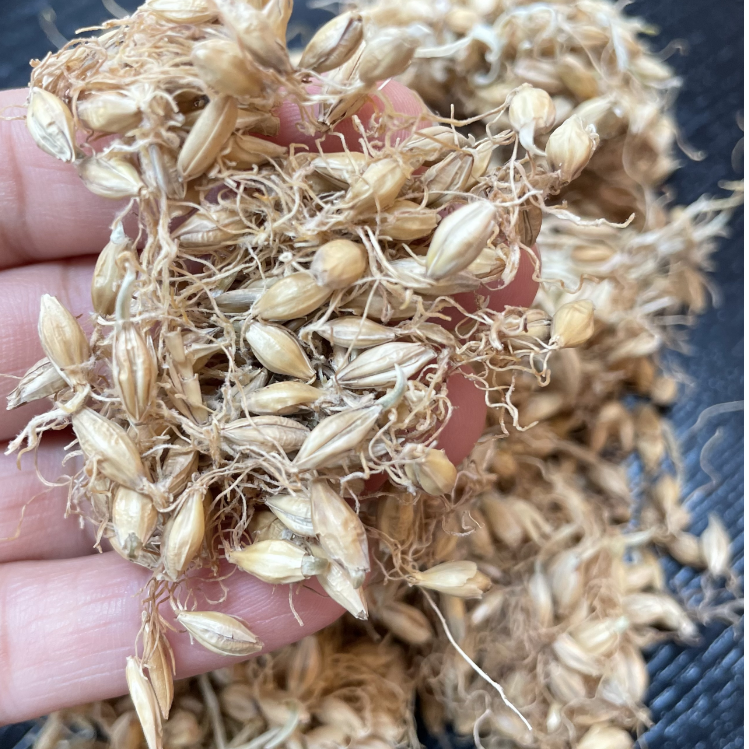 和泰隆 谷芽麦芽 枣类1~500克