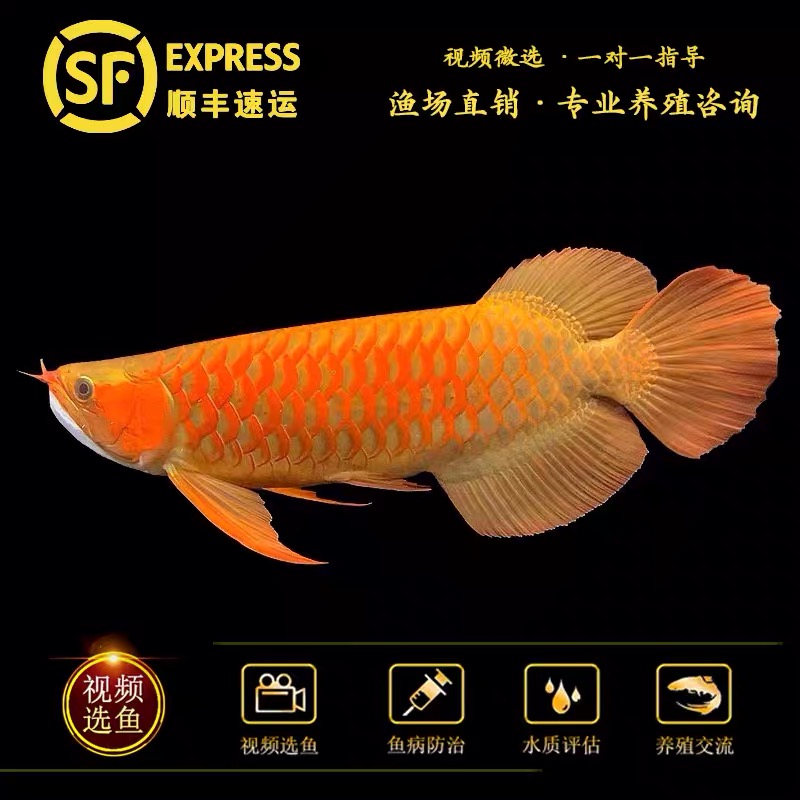 观赏鱼红龙鱼印尼纯血统红龙辣椒红龙超血红龙金龙鱼