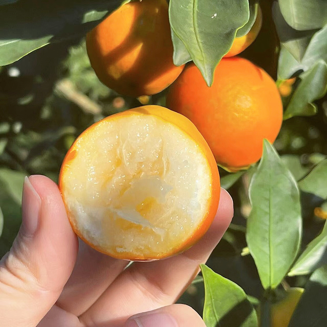 （融安金桔）脆蜜金柑（果王）5斤礼盒装甜脆无籽/包邮