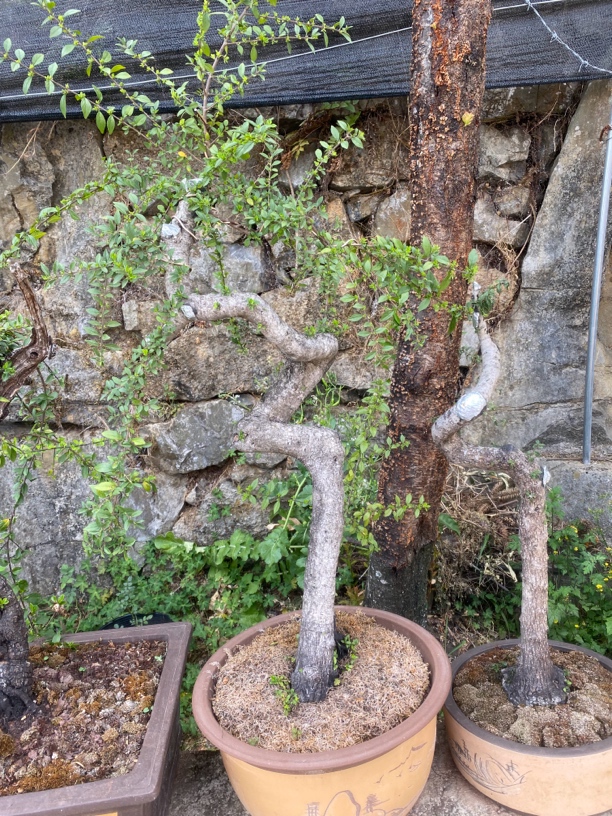 云南铁马鞭一物一拍