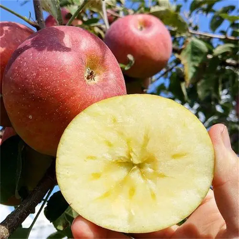 【同城配送】阿克苏冰糖心苹果整箱(带箱9.5-10斤左右）