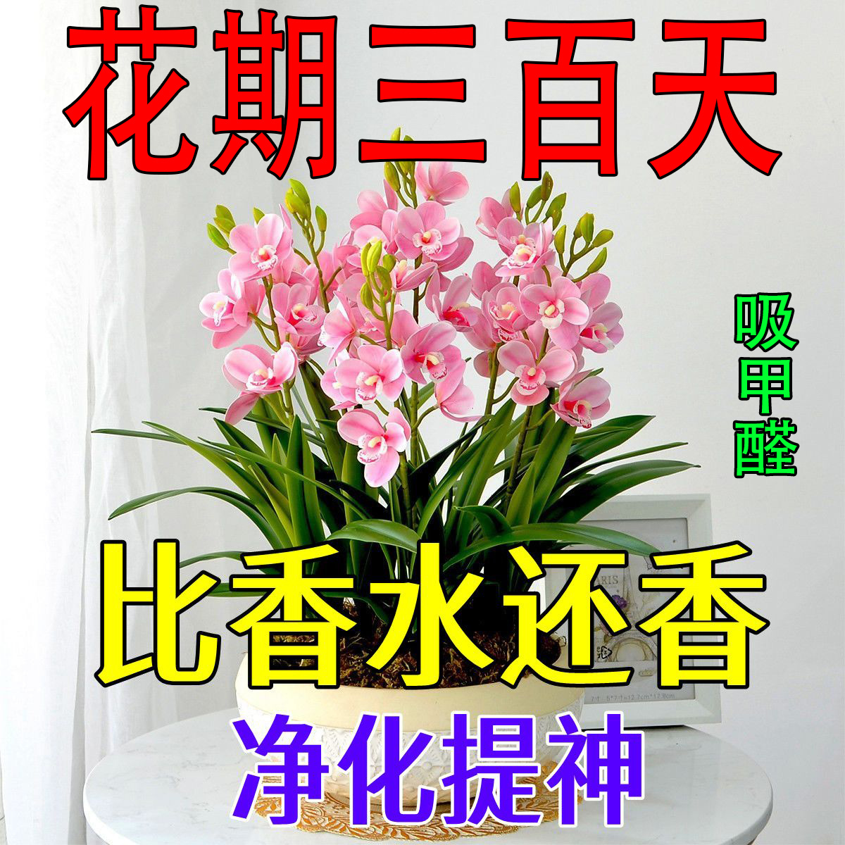 【春夏季热卖】新品晚香玉球根驱蚊虫四季开花重瓣花浓香型花卉盆栽