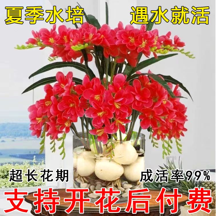 水培植物晚香玉花卉绿植盆栽四季开花香水型室内外阳台多年生花苗