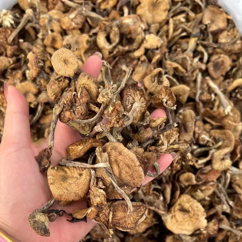 长白山本地大山里的榛蘑人参小鸡炖蘑菇就是它