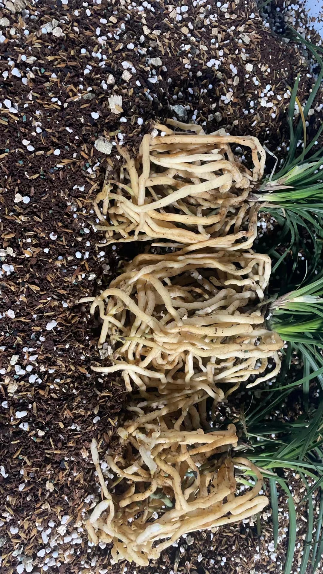 雅燕兰艺专用兰花细质料，老头来芽出新根快（老头专用）