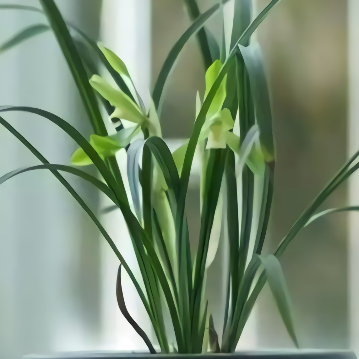 雅燕兰艺兰花多价格，直播拍兰用，不可单拍