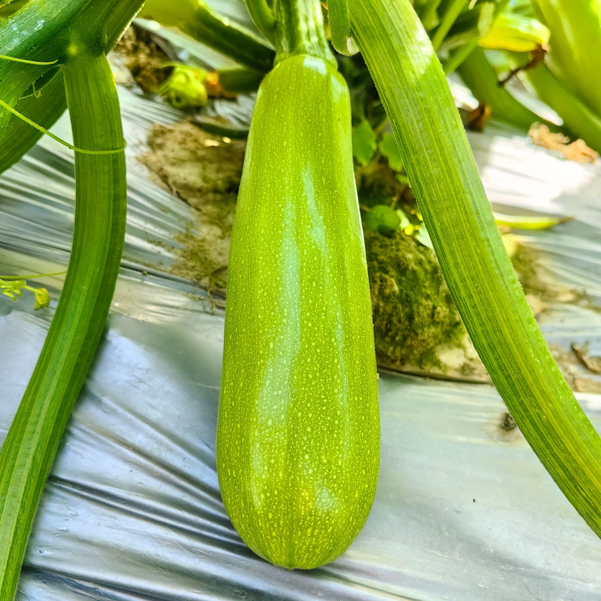 西葫芦种子西葫芦种籽春季露天种子圆球金色绿色葫芦蔬菜种孑大全