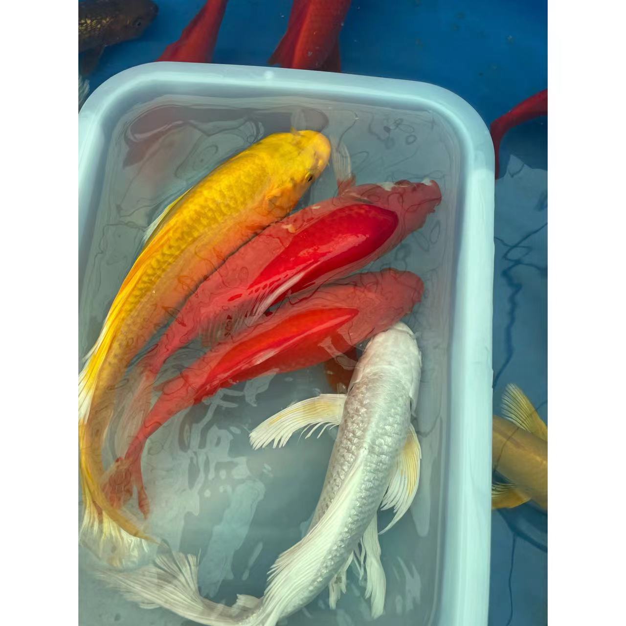 冷水大红草金鱼黑锦鲤黄锦鲤混搭养殖