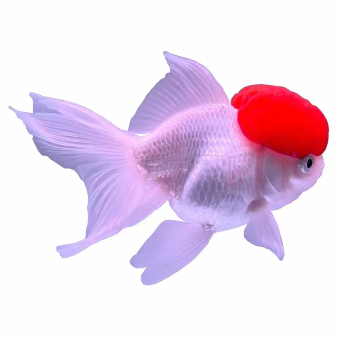 观赏鱼鸿运当头红头红狮冷水鱼小鱼观赏鱼（无开箱视频不售后）