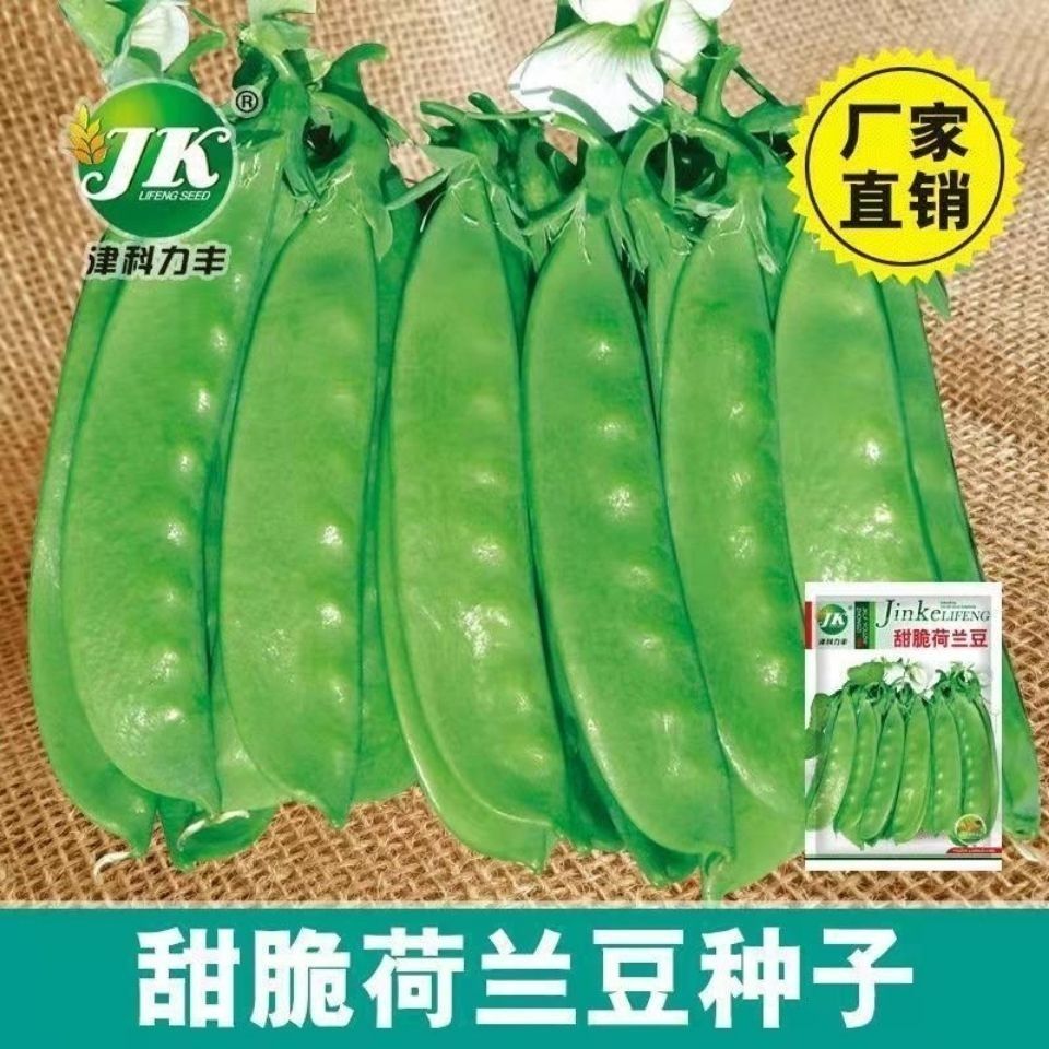 荷兰豆种子甜脆大荚春秋种植蔬菜种籽菜豌豆菜籽种易种无纤维