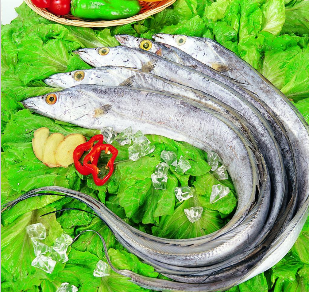 舟山钓带鱼（只发新疆）