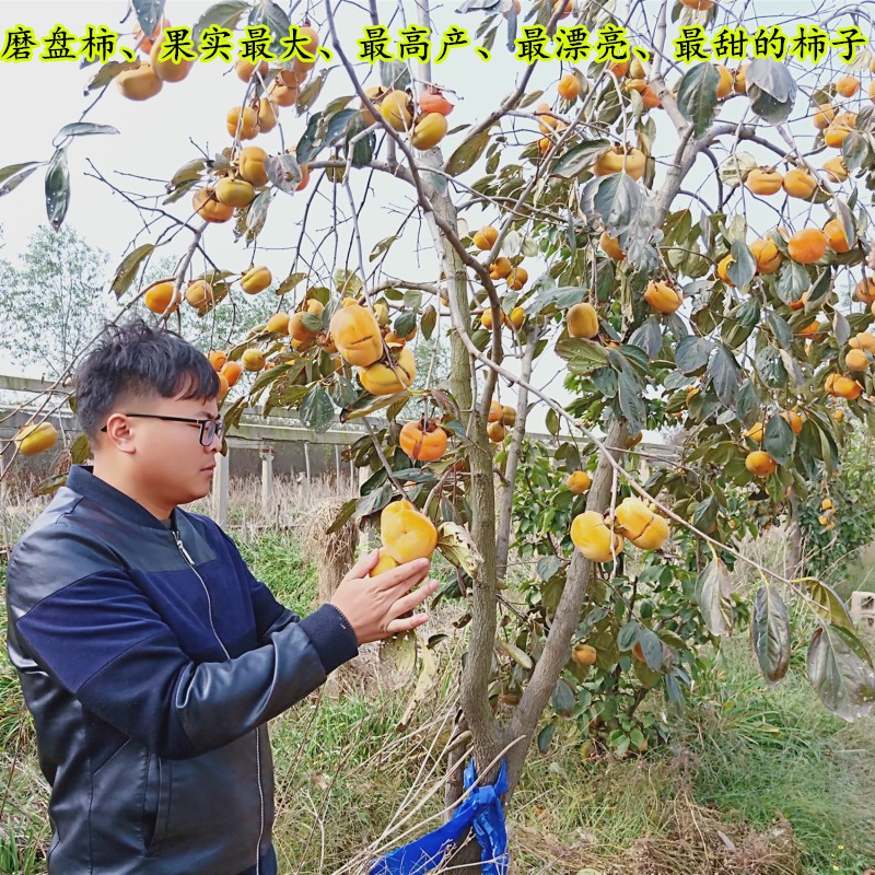柿子树苗特大磨盘柿子树苗 嫁接苗盆栽地栽 南方北方种植当年结果