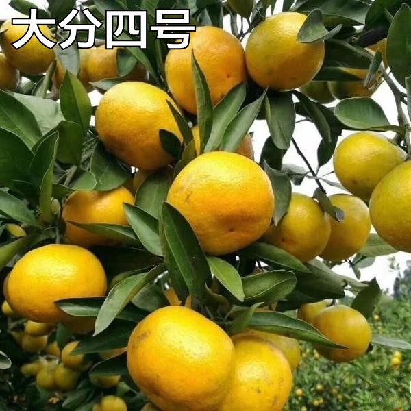 新品种果树苗早熟橘子苗嫁接苗大分四号蜜桔树苗盆地栽当年结果