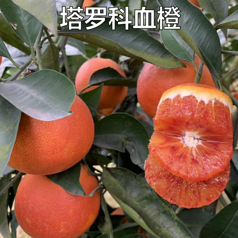 新品种脐橙树苗橙子树苗赣南红心血橙苗塔罗科血橙树苗当年结果