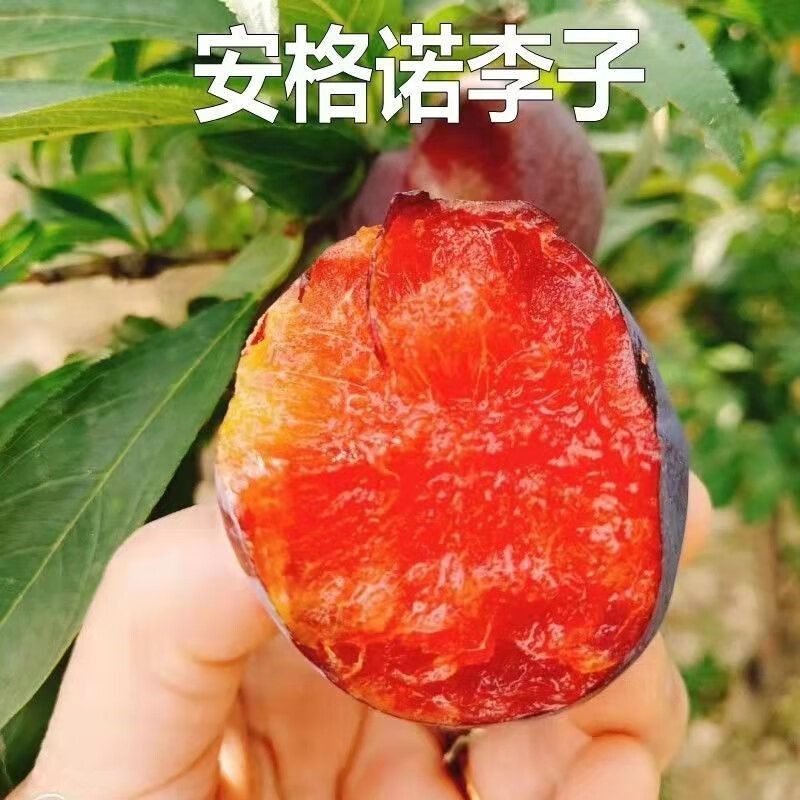 新品种果树苗黑皮红心李子树苗安哥诺李子苗嫁接苗南方北方种植当