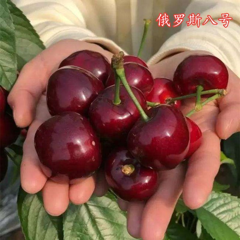新品种车厘子树苗大樱桃树苗俄罗斯8号樱桃苗南北方种植当年结果