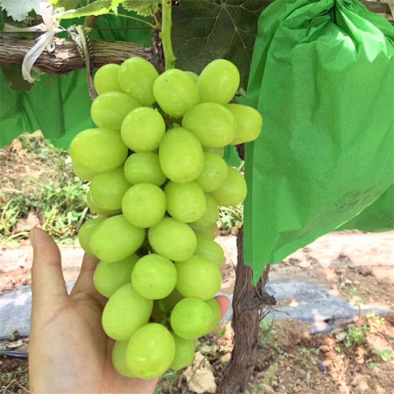 阳光玫瑰葡萄树苗 日本晴王葡萄苗 嫁接南方北方种植当年结果爬藤