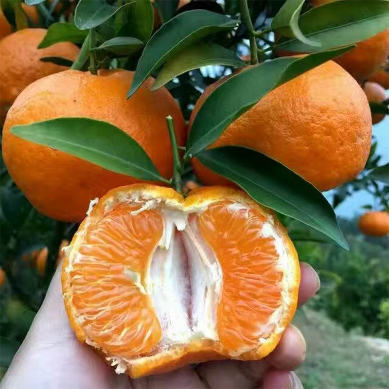 柑橘树苗盆栽地栽蜜橘原盆原土带土发货杯苗 带果发货