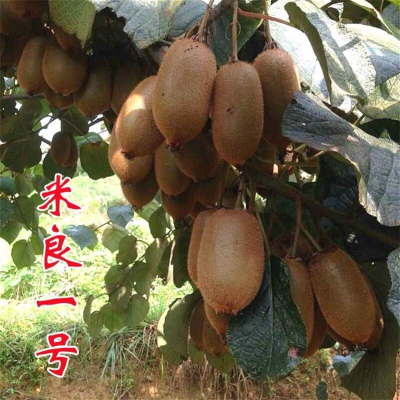 新品种米良一号猕猴桃树苗嫁接苗晚熟品种当年结果南方北方种植