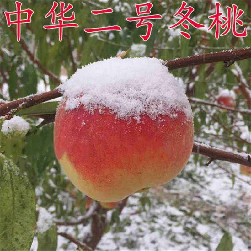 晚熟冬桃树苗果树新品种晚熟特大南北方种植嫁接苗当年结果