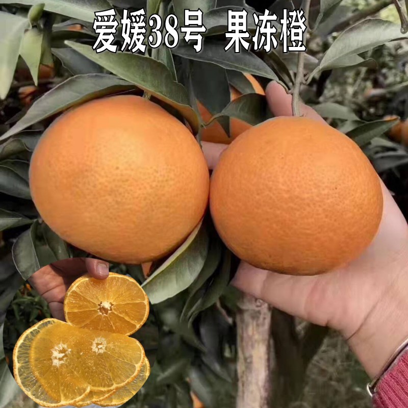 新品种早熟爱媛38号果冻橙子树苗嫁接苗红美人杂柑橘子树柑橘树苗