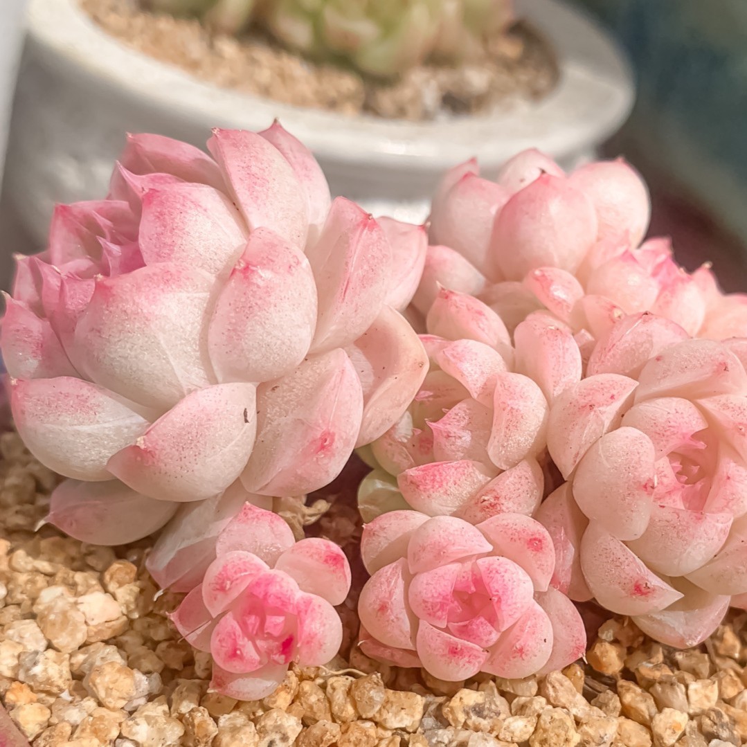 1月2日673-720 一物一拍3-5cm精控多肉