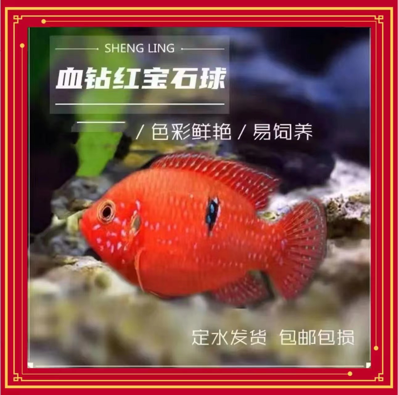 血钻红宝石球热带球体观赏鱼活体包路损