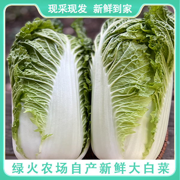 【2-3颗绿火自产新鲜大白菜】现拔现发/新鲜采摘/包邮到家