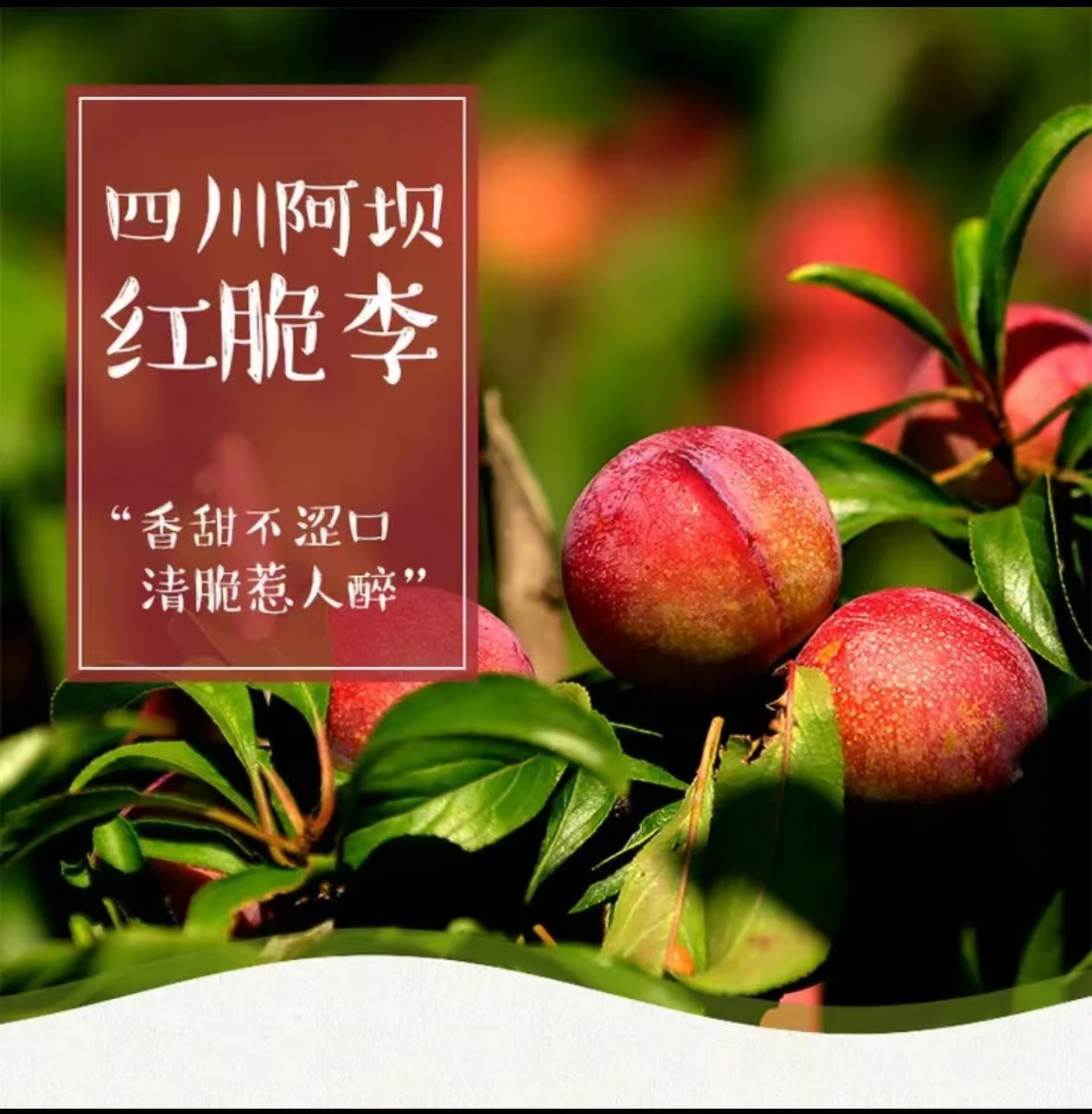 【正宗】汶川产地直发高山红脆李脆甜爽口全国包邮坏果包赔新鲜清脆